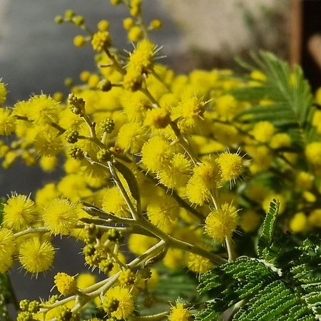 Chateau Neuf Le Desert Le Pizou Zewnętrze zdjęcie