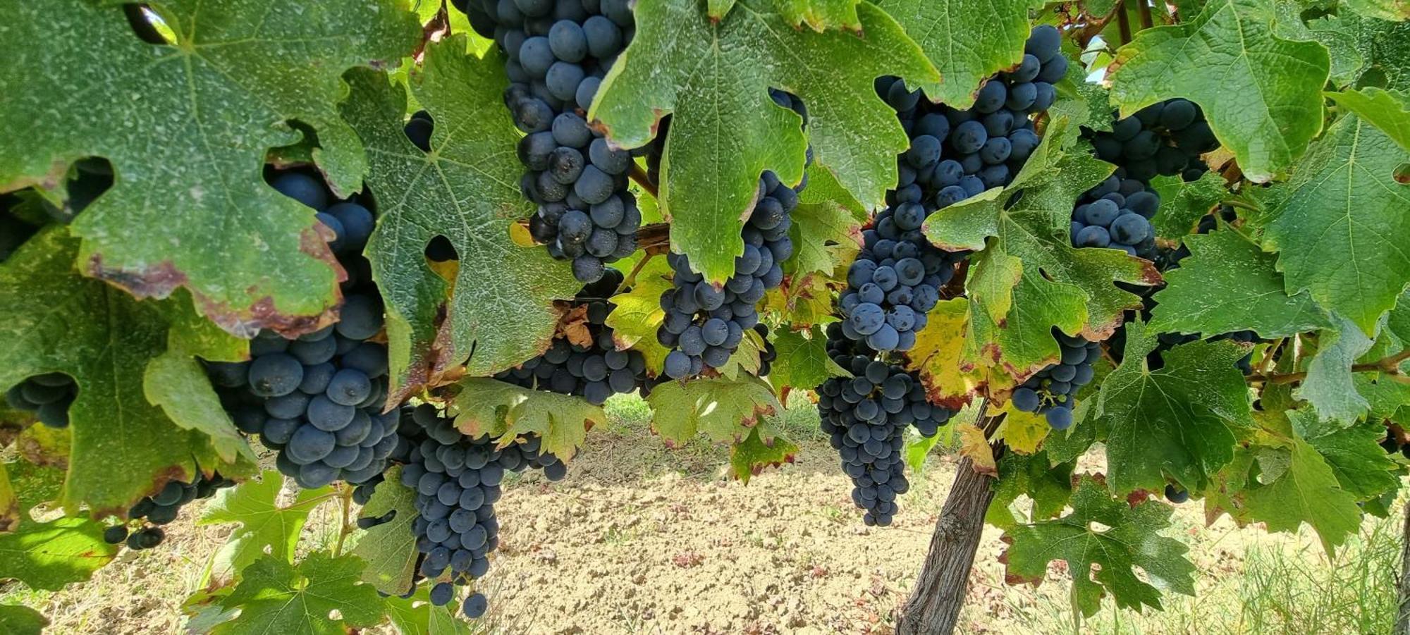 Chateau Neuf Le Desert Le Pizou Zewnętrze zdjęcie