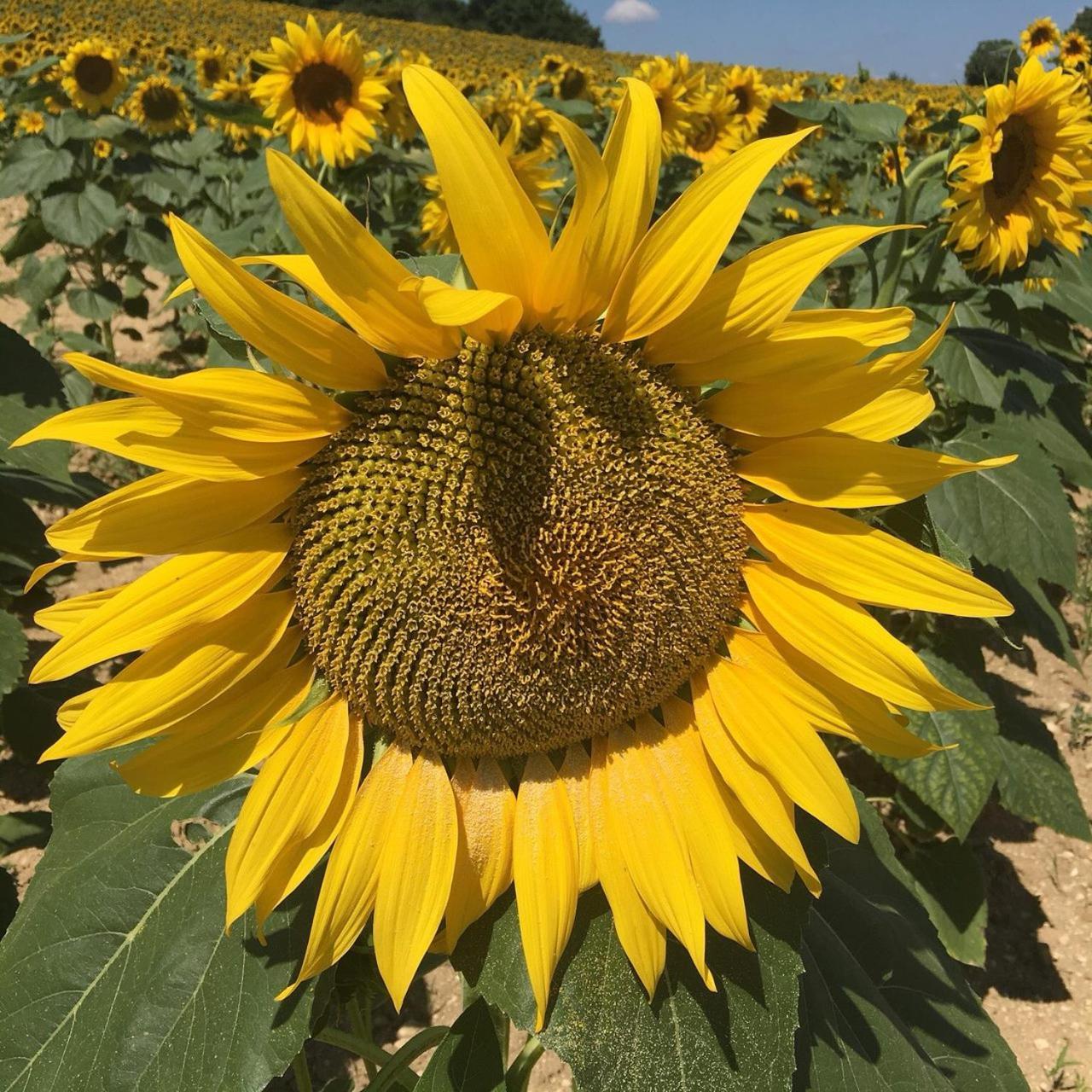 Chateau Neuf Le Desert Le Pizou Zewnętrze zdjęcie